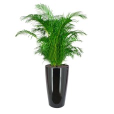 Yellow Palm In Hg-3301 Pot (Ø33Cmxh57Cm)